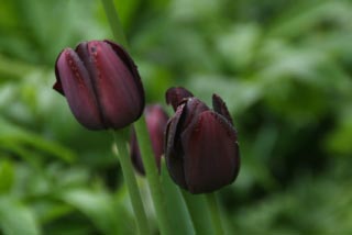 Tulipa 'Queen of Night' bestellen